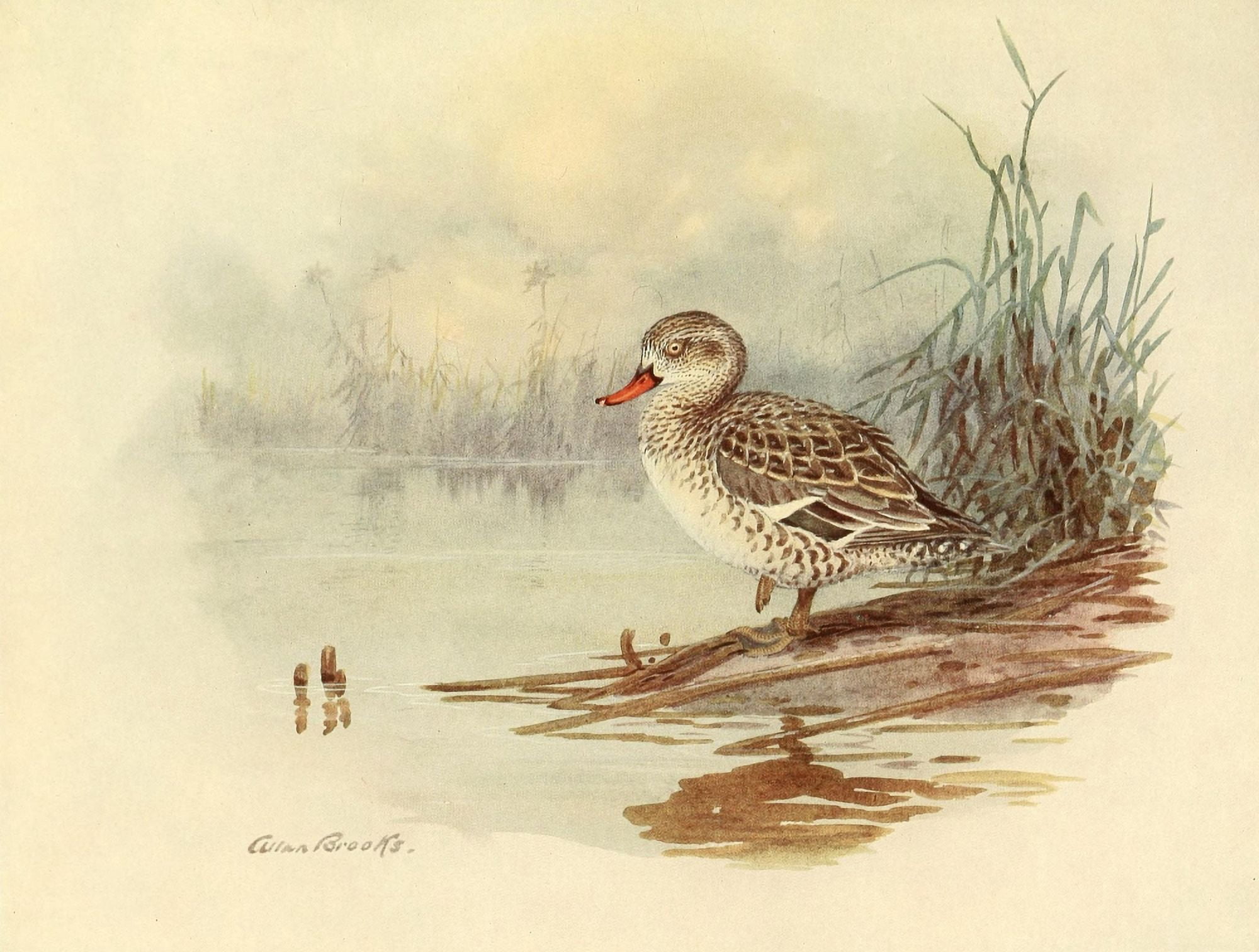 Nat History of Ducks 1925 Cape Teal Canvas Art - A Brooks (24 x 36)