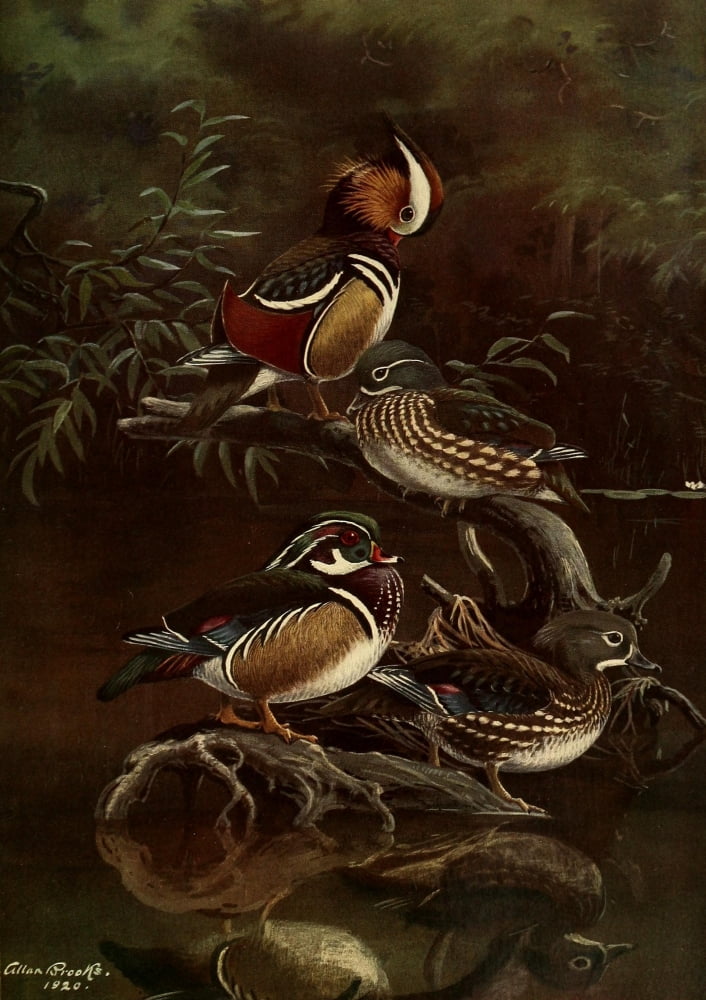 Nat History of Ducks 1925 Carolina Duck Canvas Art - A Brooks (18 x 24)