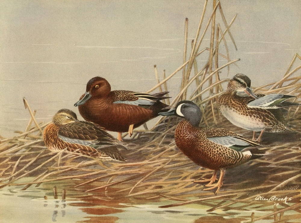 Nat History of Ducks 1925 Cinnamon Teal et al Canvas Art - A Brooks (24 x 36)