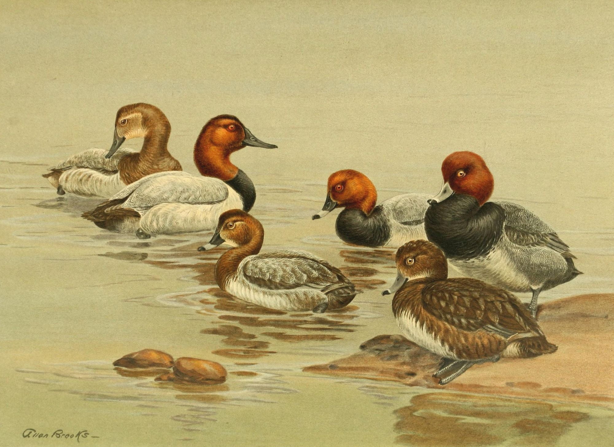 Nat History of Ducks 1925 Common Pochard Canvas Art - A Brooks (24 x 36)