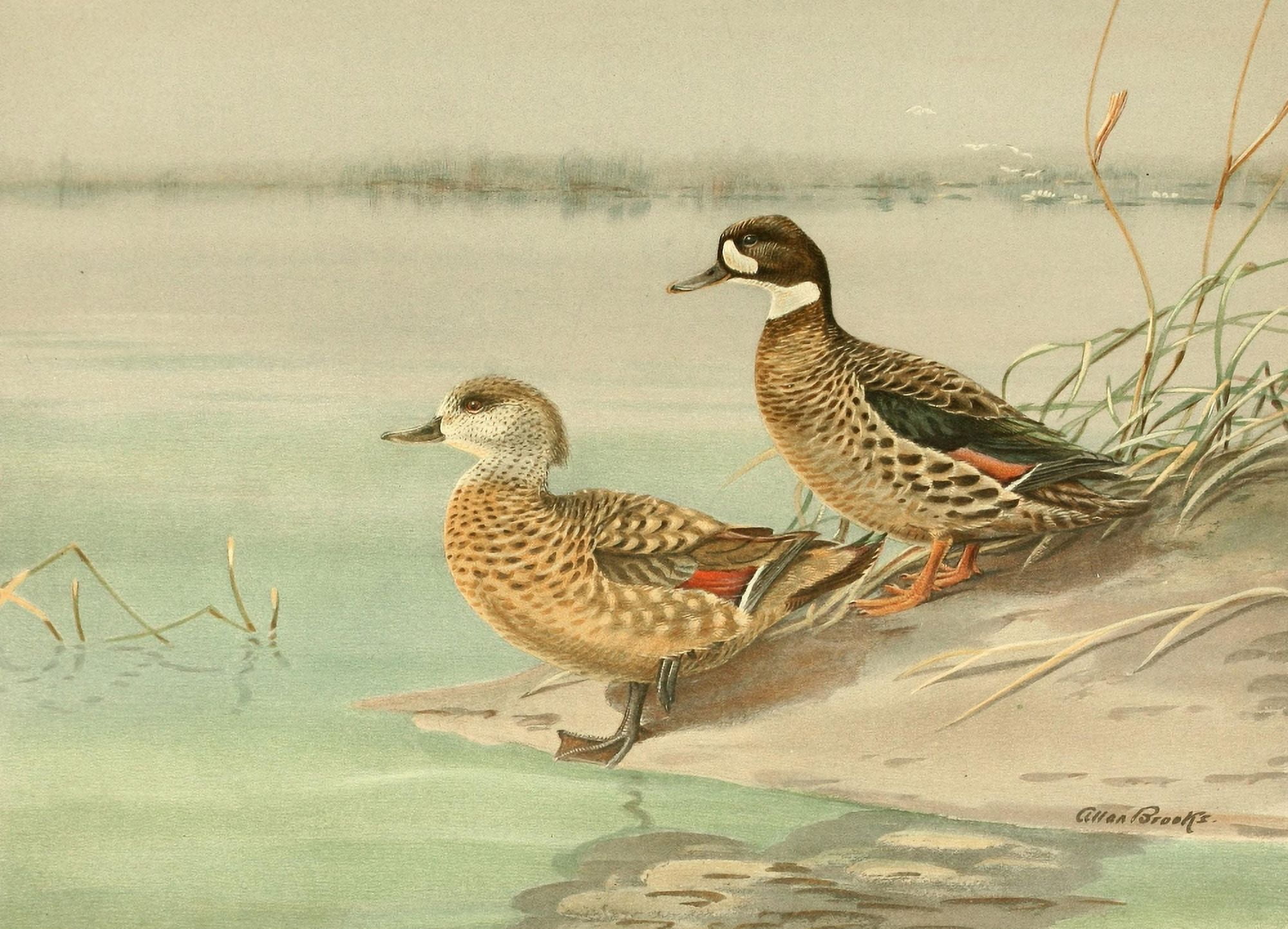 Nat History of Ducks 1925 Crested & Bronze-winged Canvas Art - A Brooks (18 x 24)
