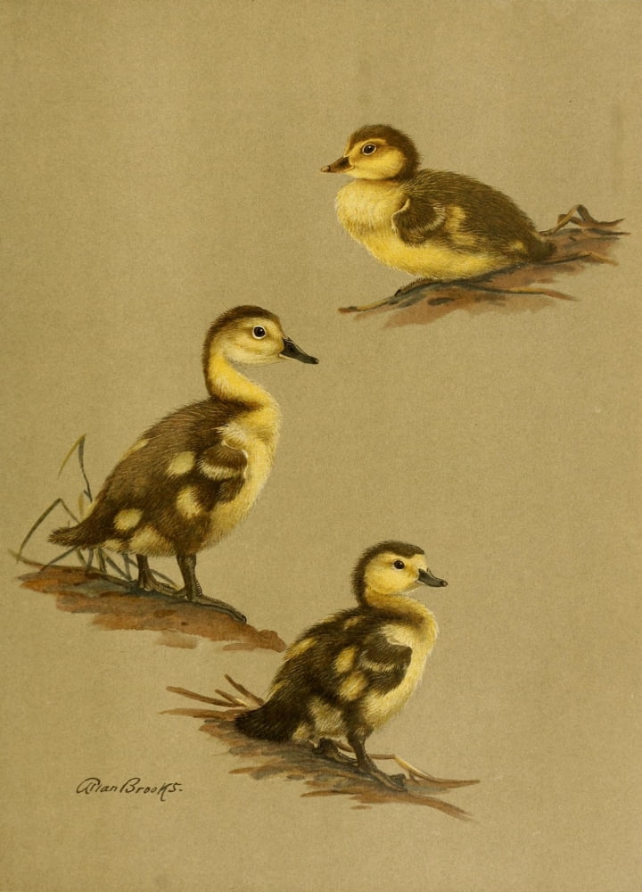 Nat History of Ducks 1925 Downy Duck Canvas Art - A Brooks (18 x 24)
