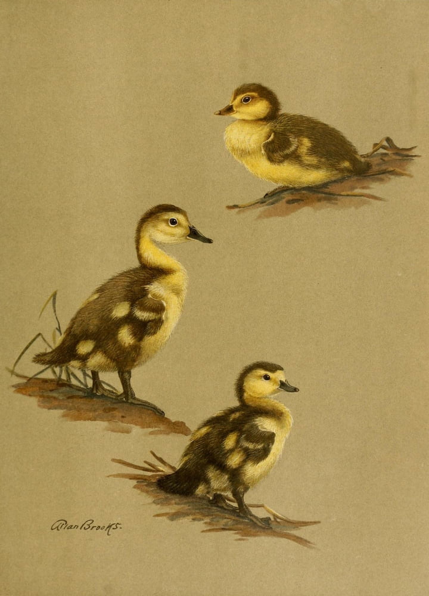 Nat History of Ducks 1925 Downy Duck Canvas Art - A Brooks (24 x 36)