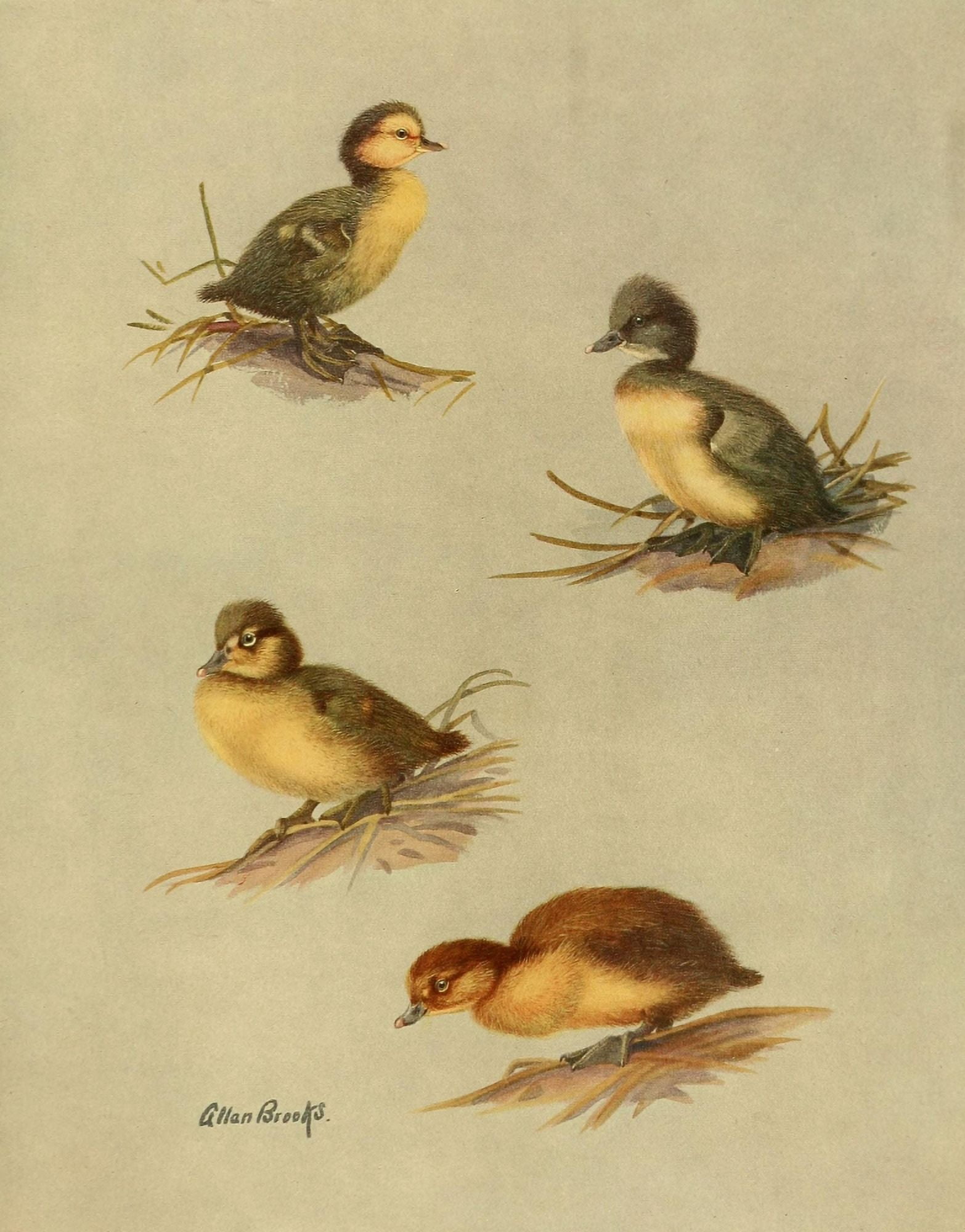 Nat History of Ducks 1925 Downy Ducks Canvas Art - A Brooks (18 x 24)