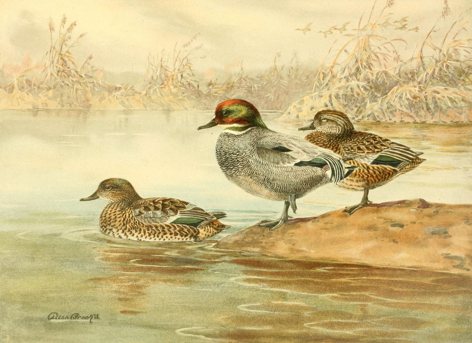 Nat History of Ducks 1925 Falcated Teal Canvas Art - A Brooks (18 x 24)