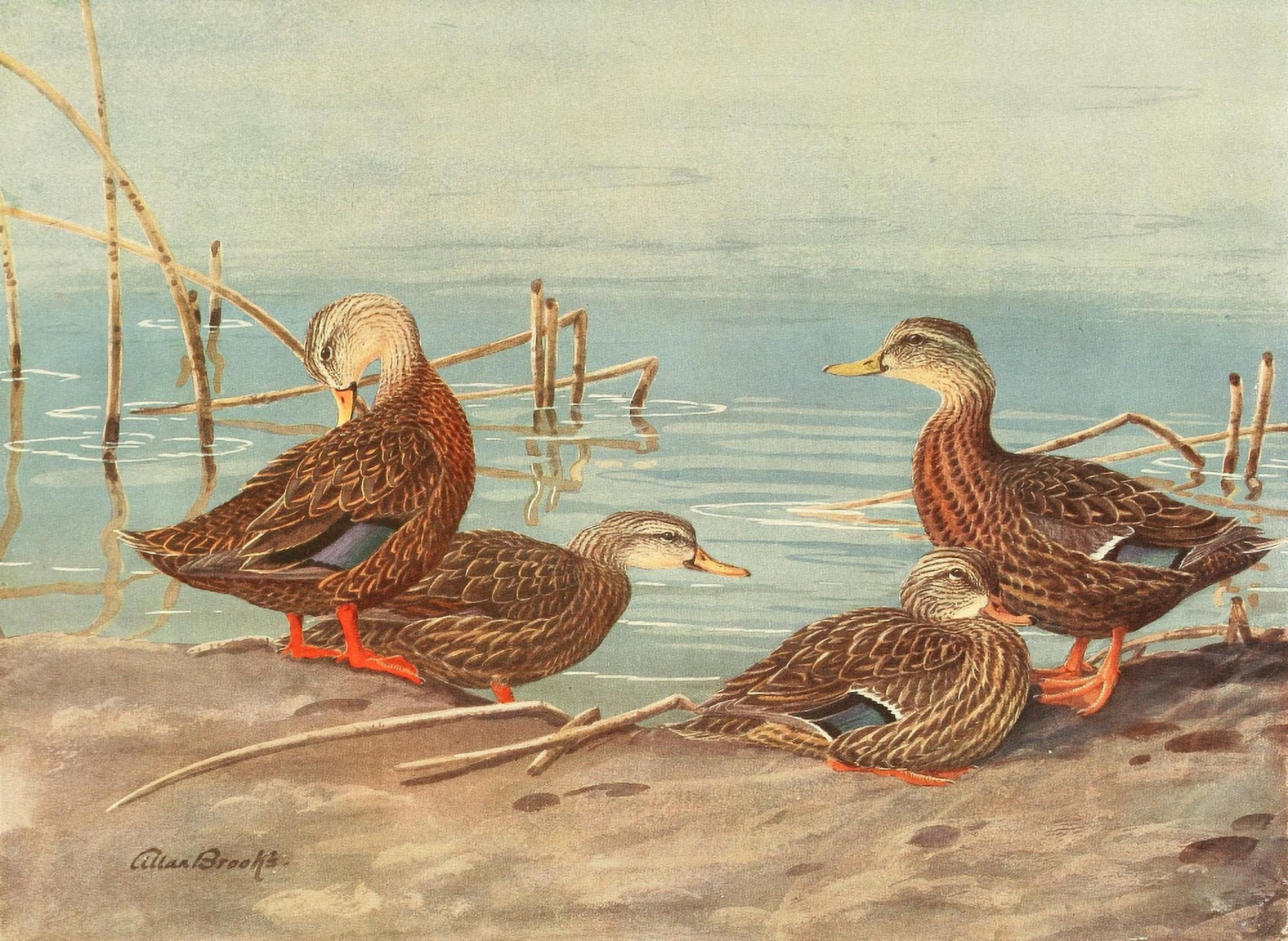 Nat History of Ducks 1925 Florida & Mexican Duck Canvas Art - A Brooks (24 x 36)
