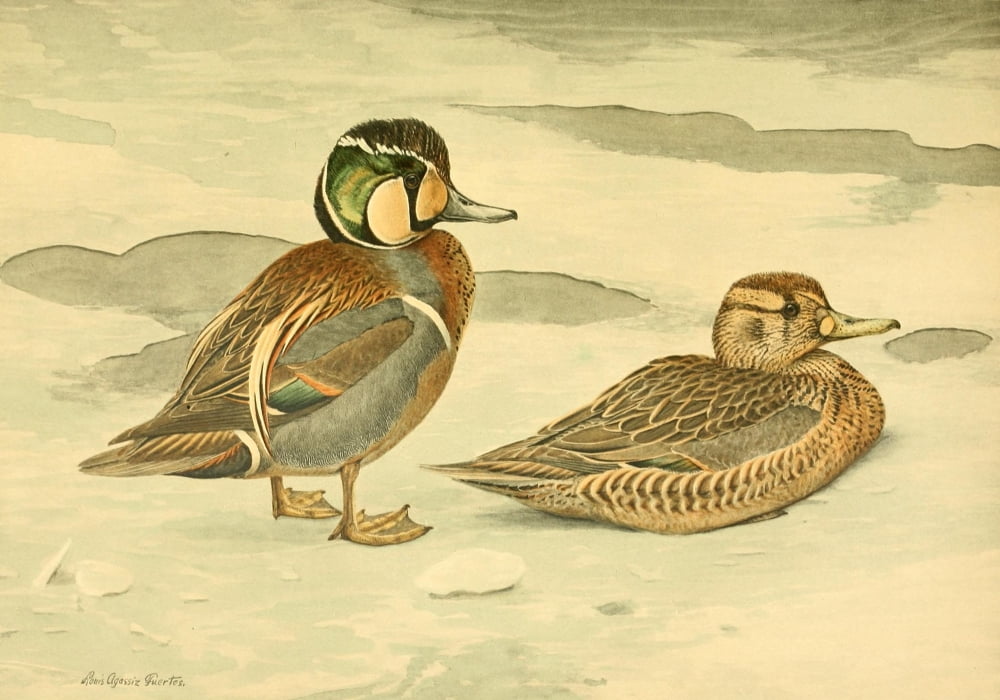 Nat History of Ducks 1925 Formosan Teal Canvas Art - LA Fuertes (24 x 36)