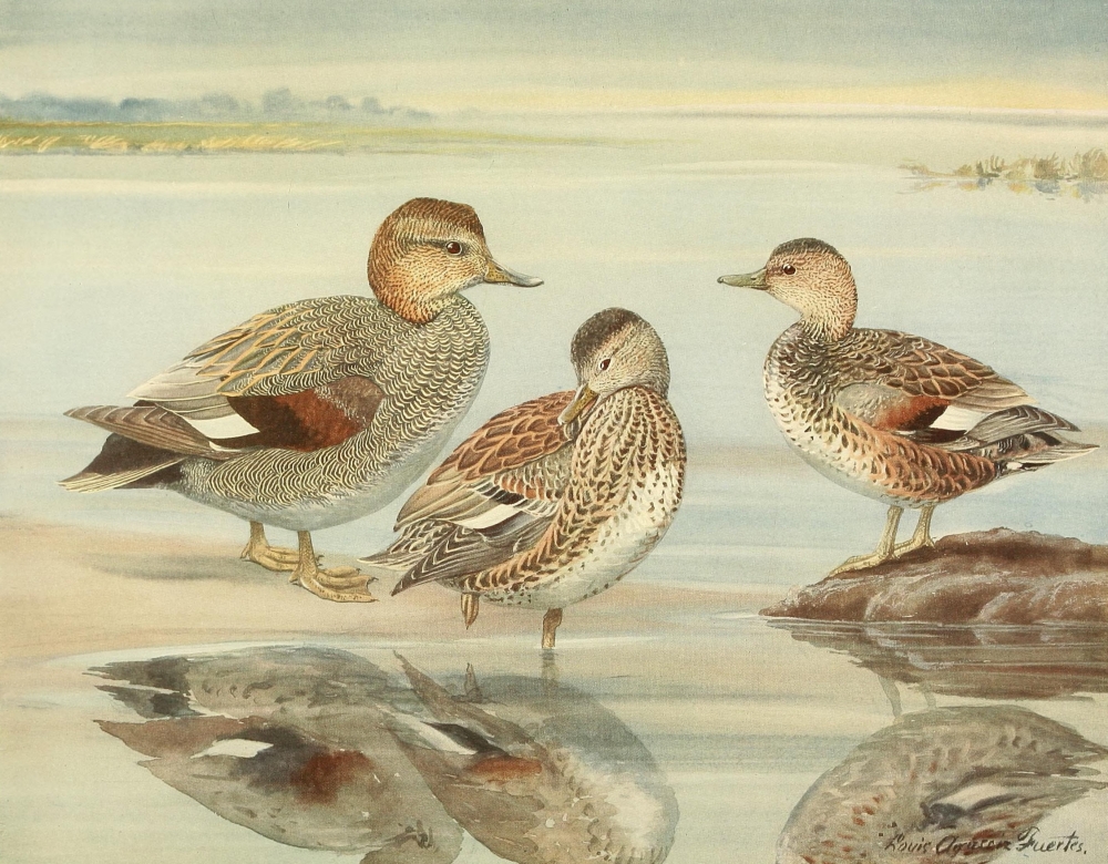 Nat History of Ducks 1925 Gadwall Canvas Art - LA Fuertes (18 x 24)