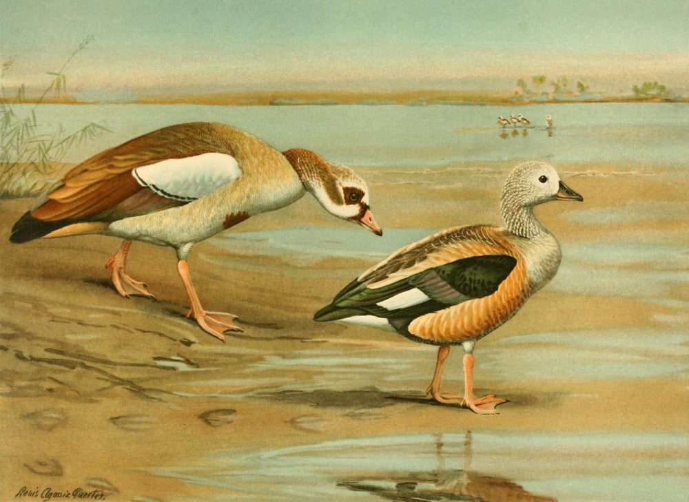 Nat History of Ducks 1925 Geese Canvas Art - LA Fuertes (18 x 24)
