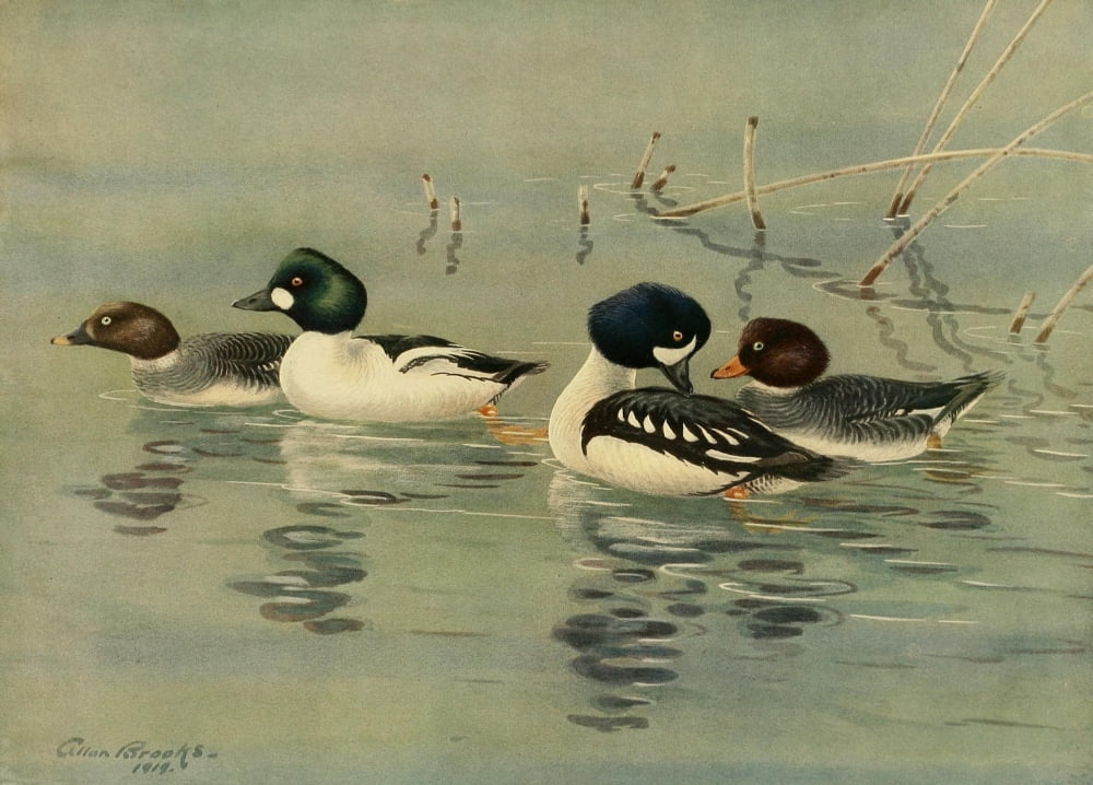 Nat History of Ducks 1925 Golden-eye Canvas Art - A Brooks (18 x 24)