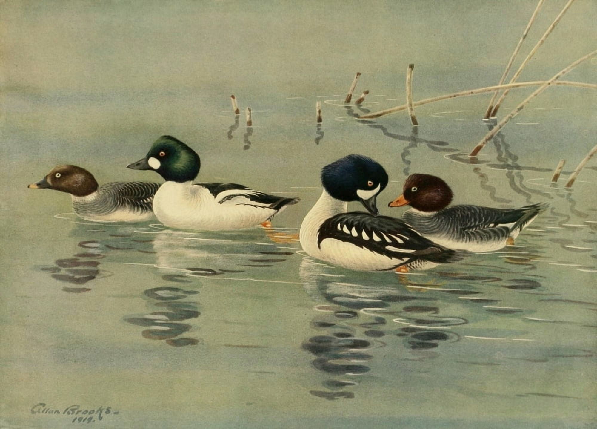 Nat History of Ducks 1925 Golden-eye Canvas Art - A Brooks (24 x 36)