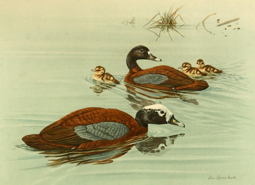 Nat History of Ducks 1925 Hartlaubs Teal Canvas Art - LA Fuertes (18 x 24)