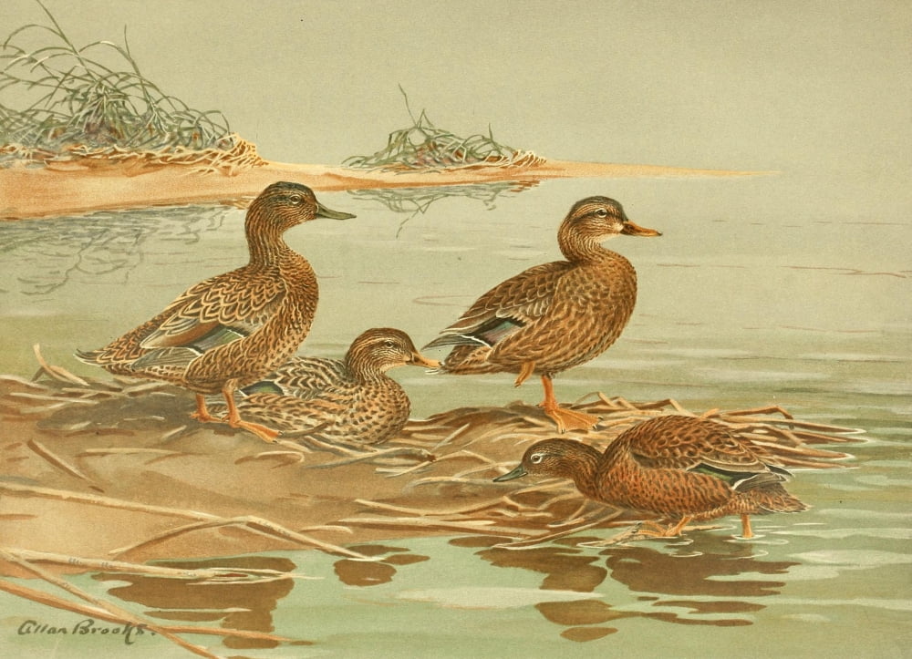 Nat History of Ducks 1925 Hawaiian & Grey Duck Canvas Art - A Brooks (18 x 24)
