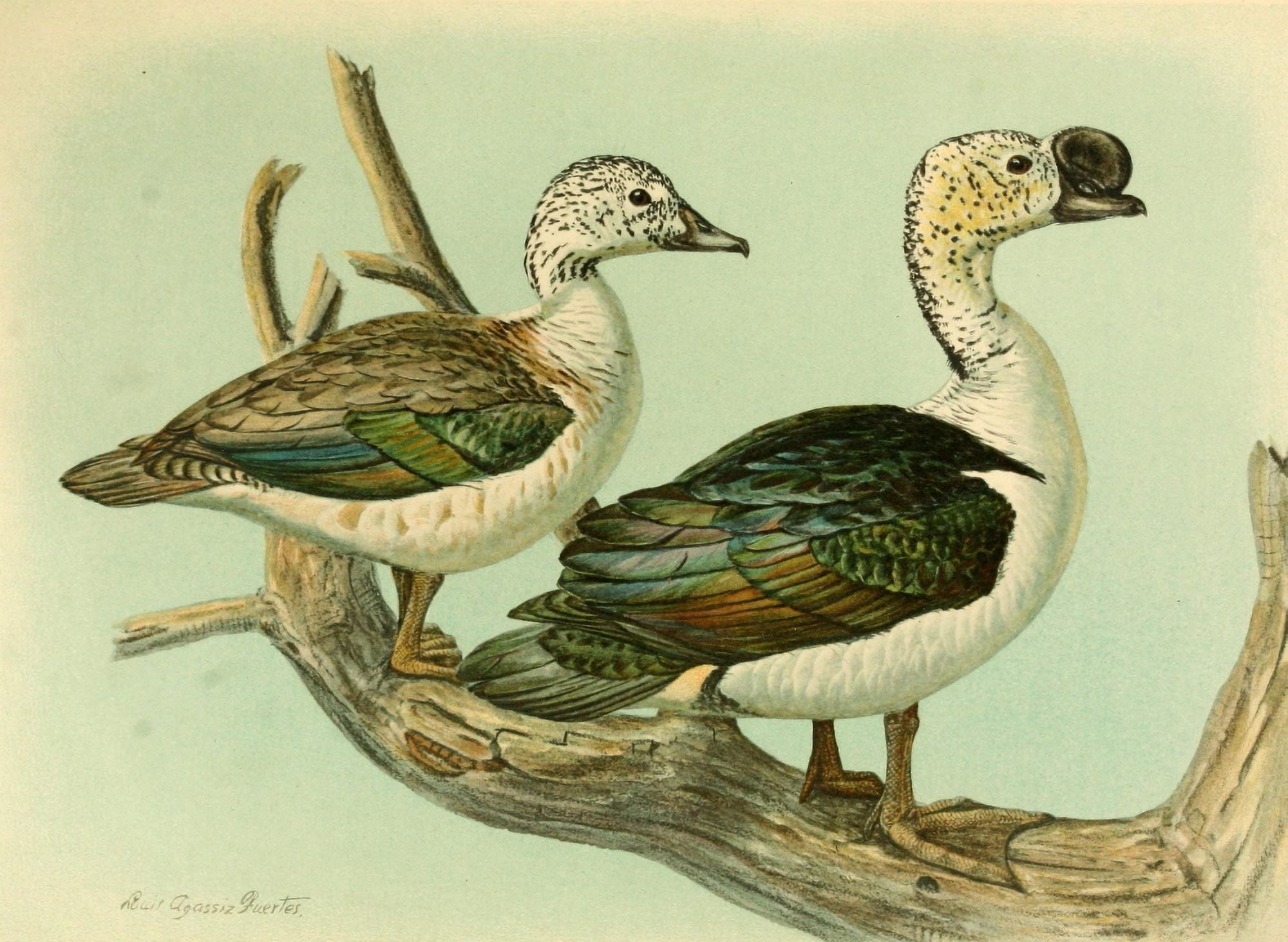 Nat History of Ducks 1925 Knob-billed Duck Canvas Art - LA Fuertes (24 x 36)