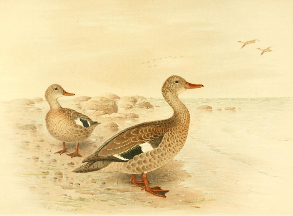 Nat History of Ducks 1925 Madagascan Teal Canvas Art - H Grnvold (18 x 24)