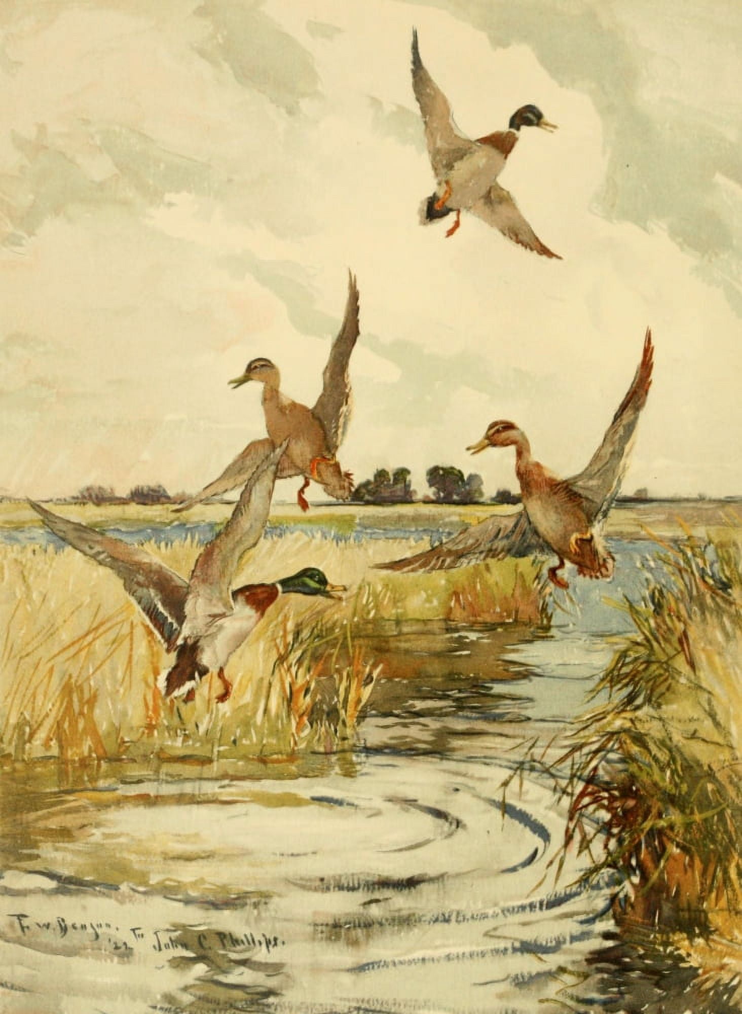 Nat History of Ducks 1925 Mallard Canvas Art - FW Benson (18 x 24)