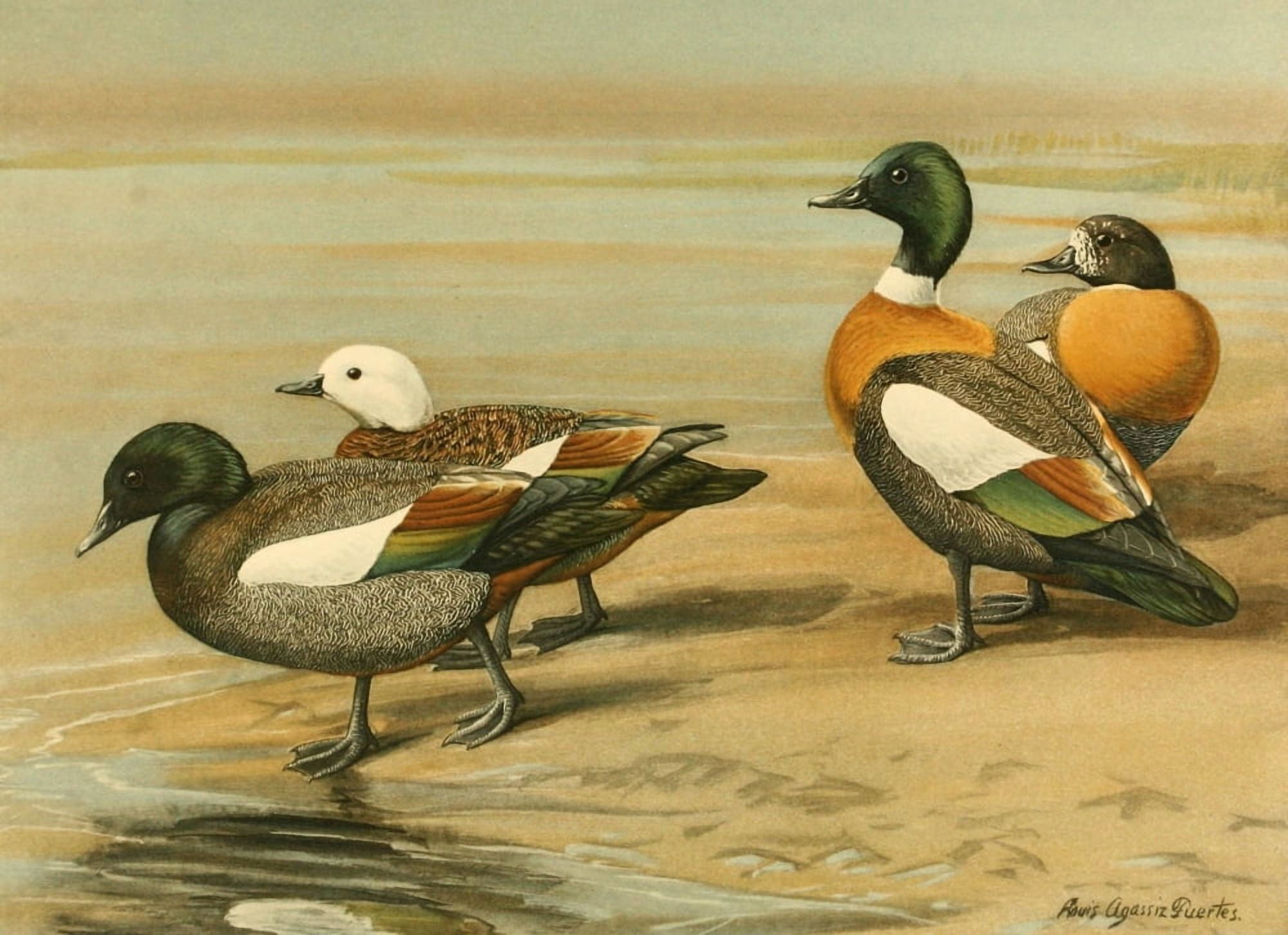 Nat History of Ducks 1925 NZ & Australian Sheldrake Canvas Art - LA Fuertes (18 x 24)