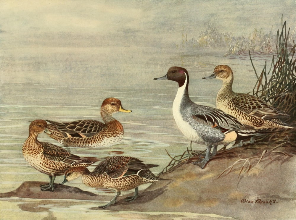 Nat History of Ducks 1925 Pintail Canvas Art - A Brooks (24 x 36)