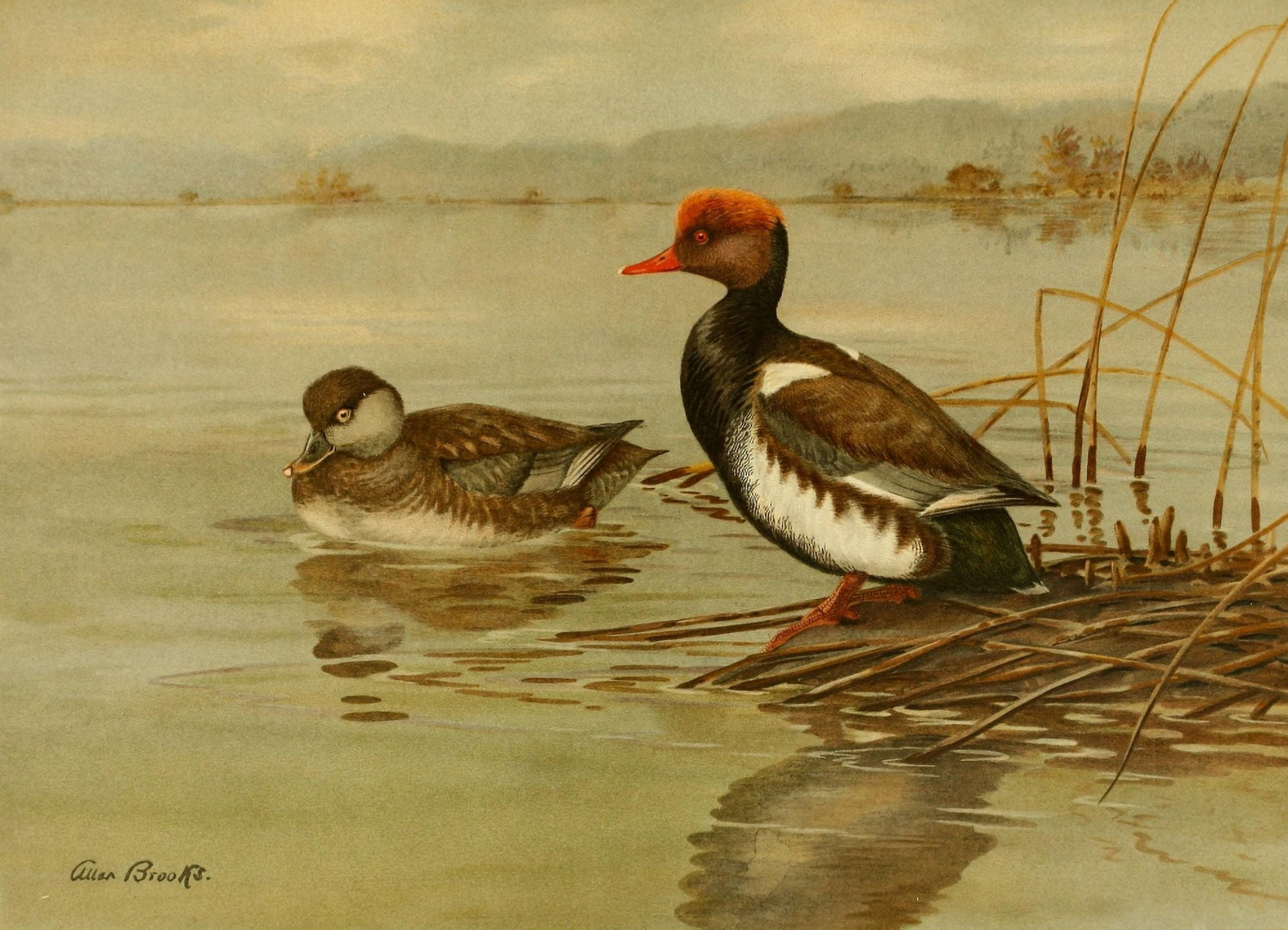 Nat History of Ducks 1925 Pochard Canvas Art - A Brooks (24 x 36)