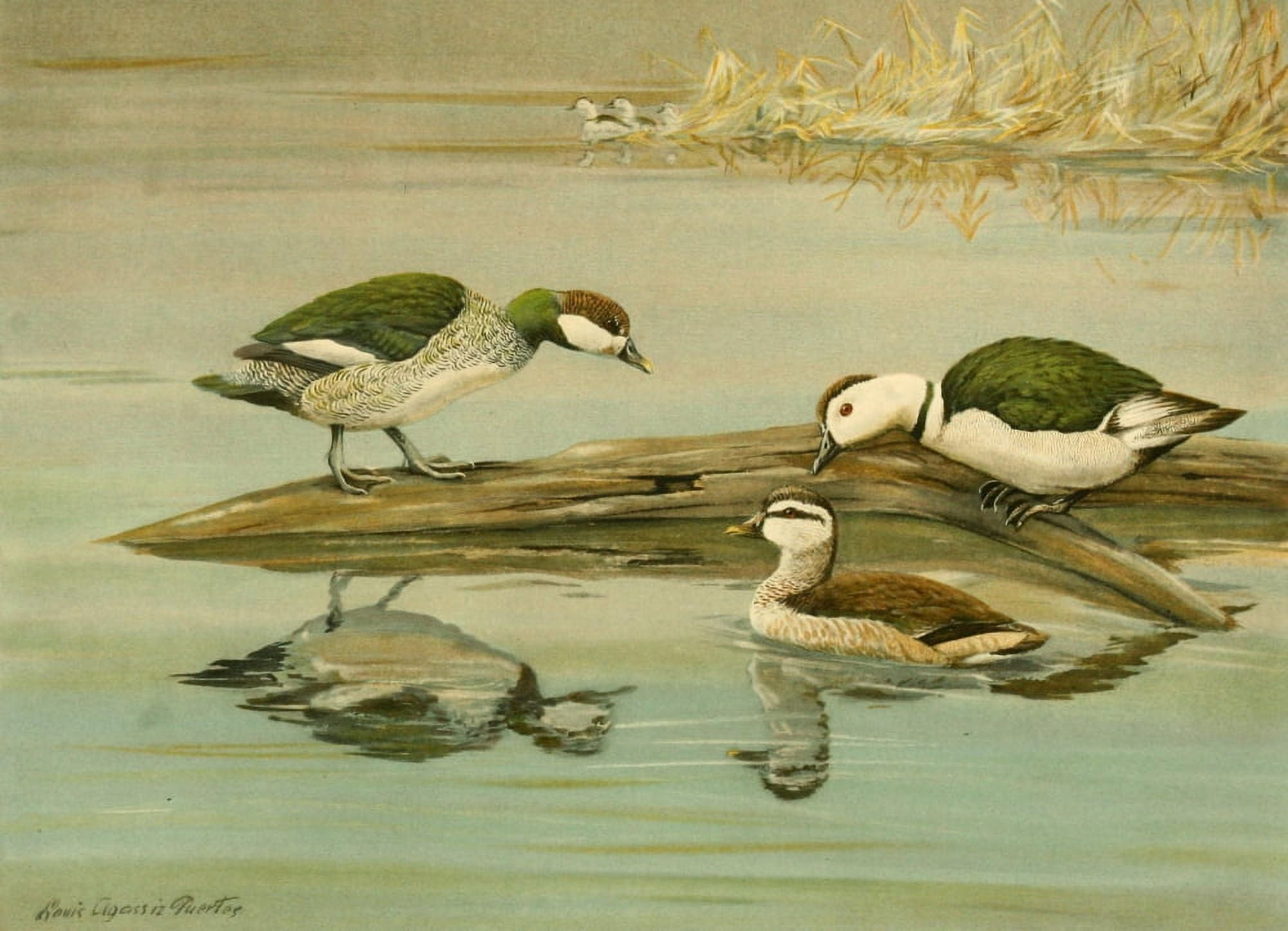 Nat History of Ducks 1925 Pygmy Goose Canvas Art - LA Fuertes (18 x 24)
