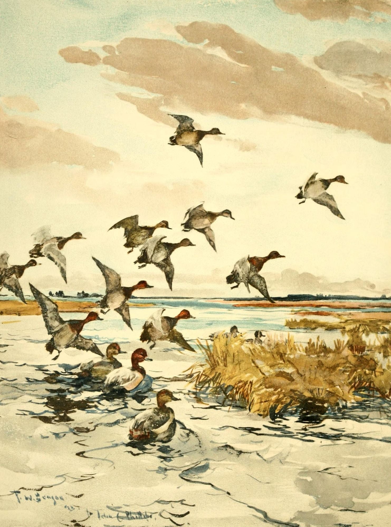 Nat History of Ducks 1925 Red-heads Canvas Art - FW Benson (18 x 24)
