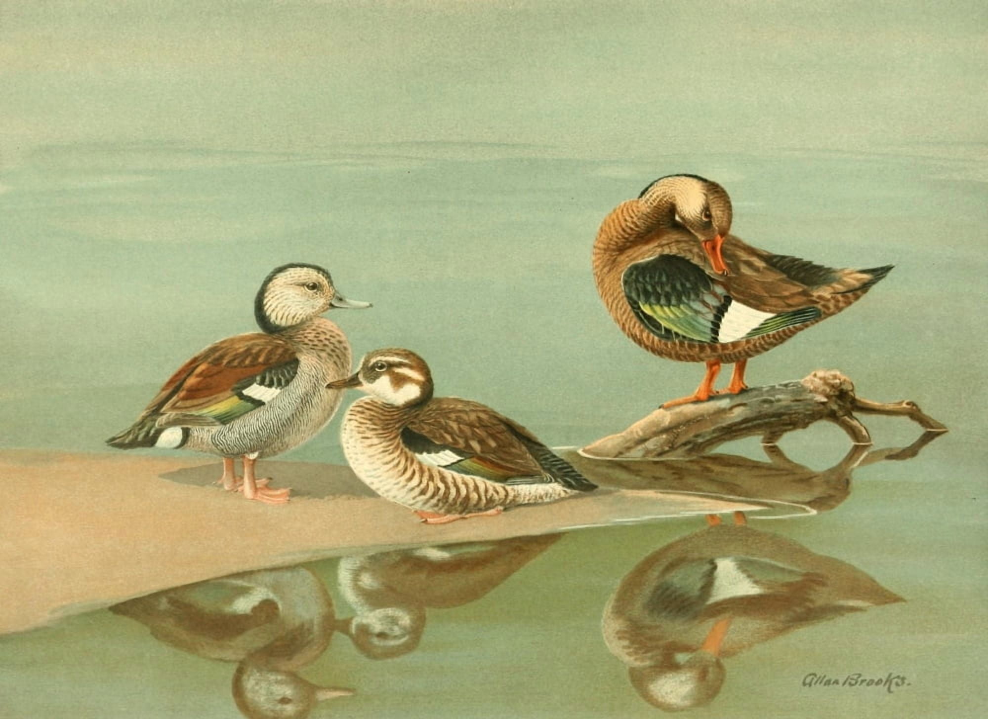 Nat History of Ducks 1925 Ring-necked & Brazilian Teal Canvas Art - A Brooks (18 x 24)