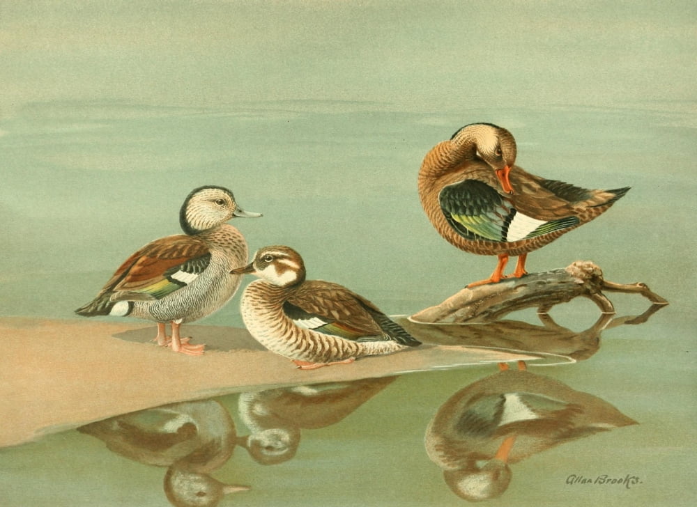 Nat History of Ducks 1925 Ring-necked & Brazilian Teal Canvas Art - A Brooks (24 x 36)