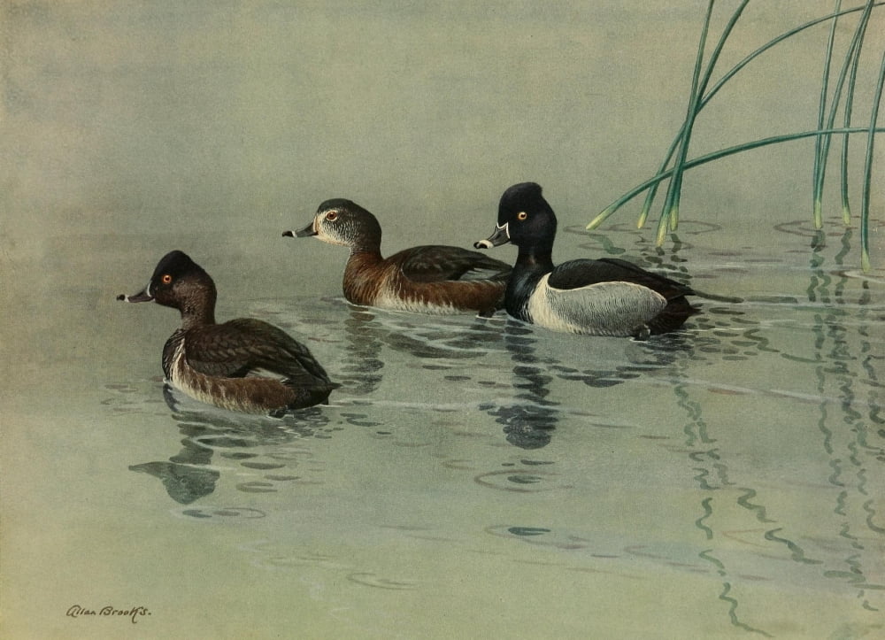 Nat History of Ducks 1925 Ring-necked Duck Canvas Art - A Brooks (18 x 24)