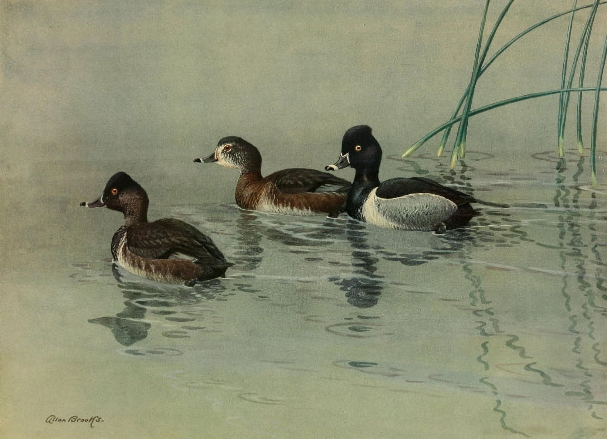 Nat History of Ducks 1925 Ring-necked Duck Canvas Art - A Brooks (24 x 36)