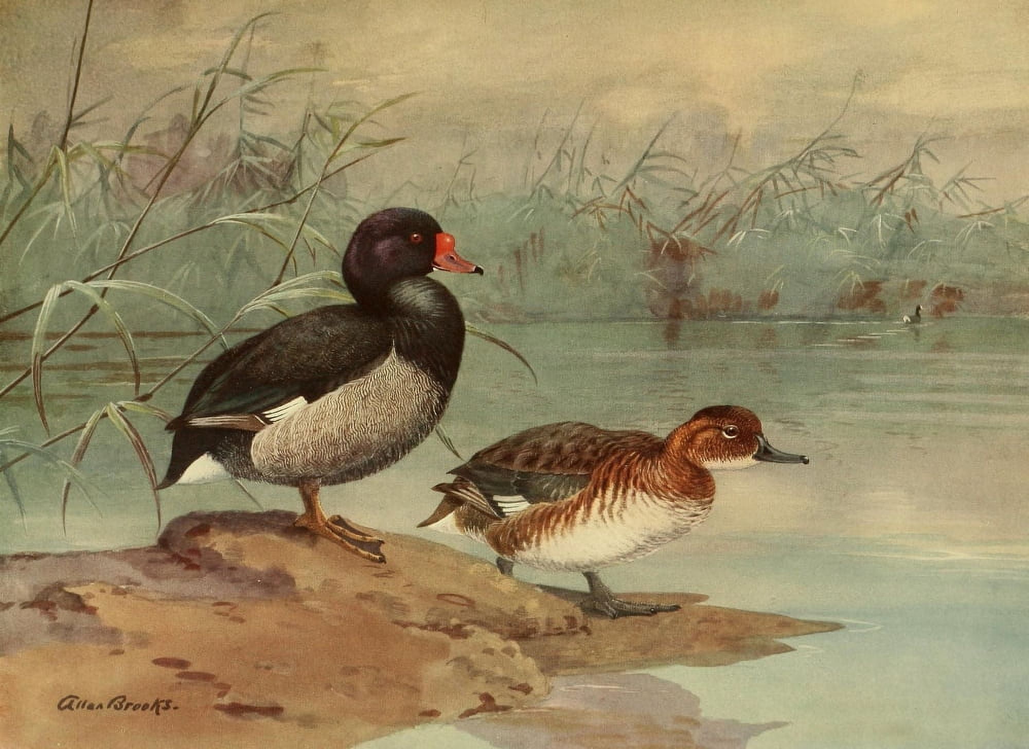 Nat History of Ducks 1925 Rosy-billed Duck Canvas Art - A Brooks (18 x 24)