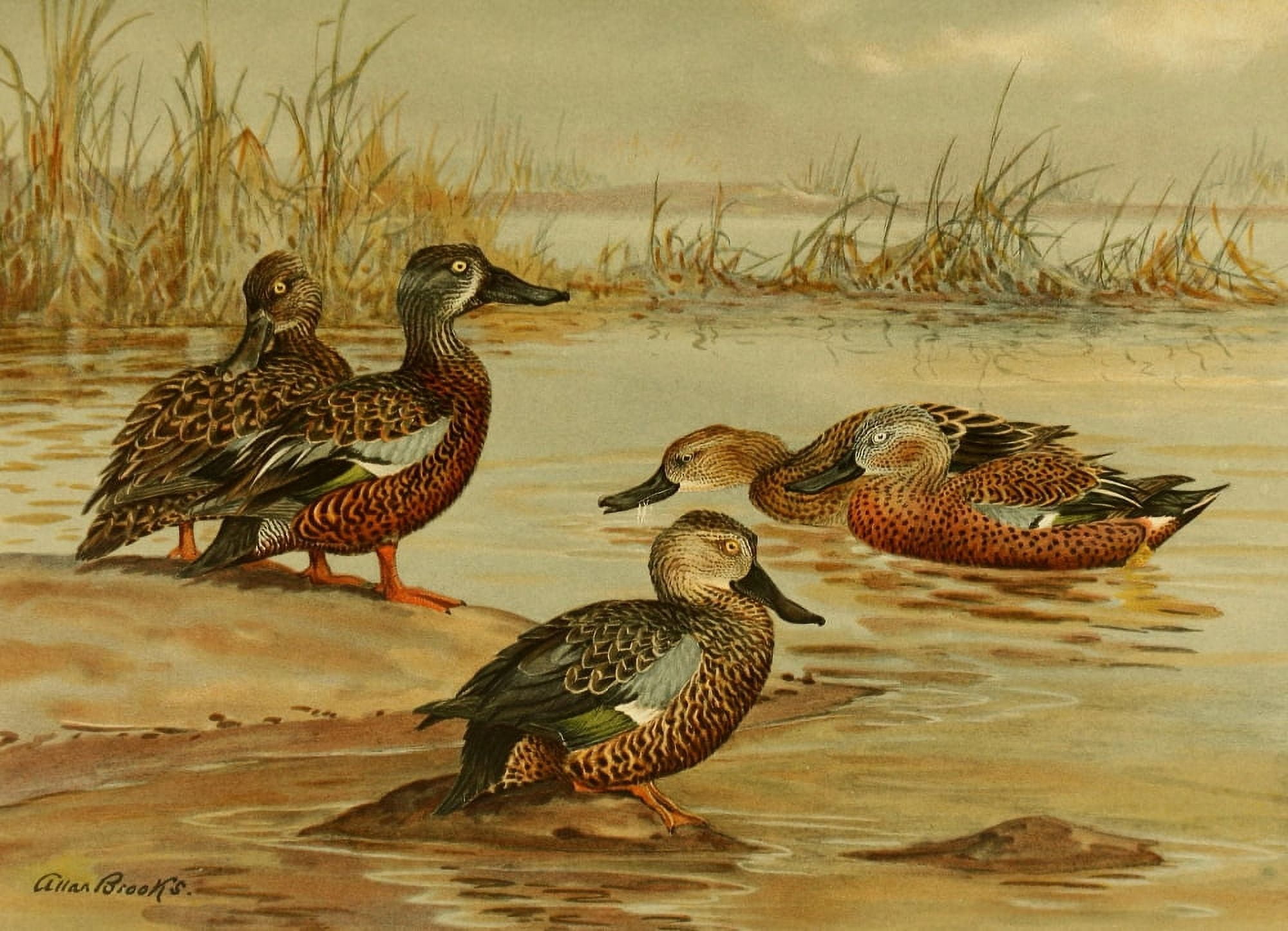 Nat History of Ducks 1925 SA Shovellers Canvas Art - A Brooks (18 x 24)