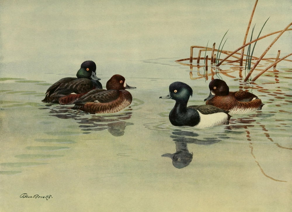 Nat History of Ducks 1925 Scaup & Duck Canvas Art - A Brooks (18 x 24)