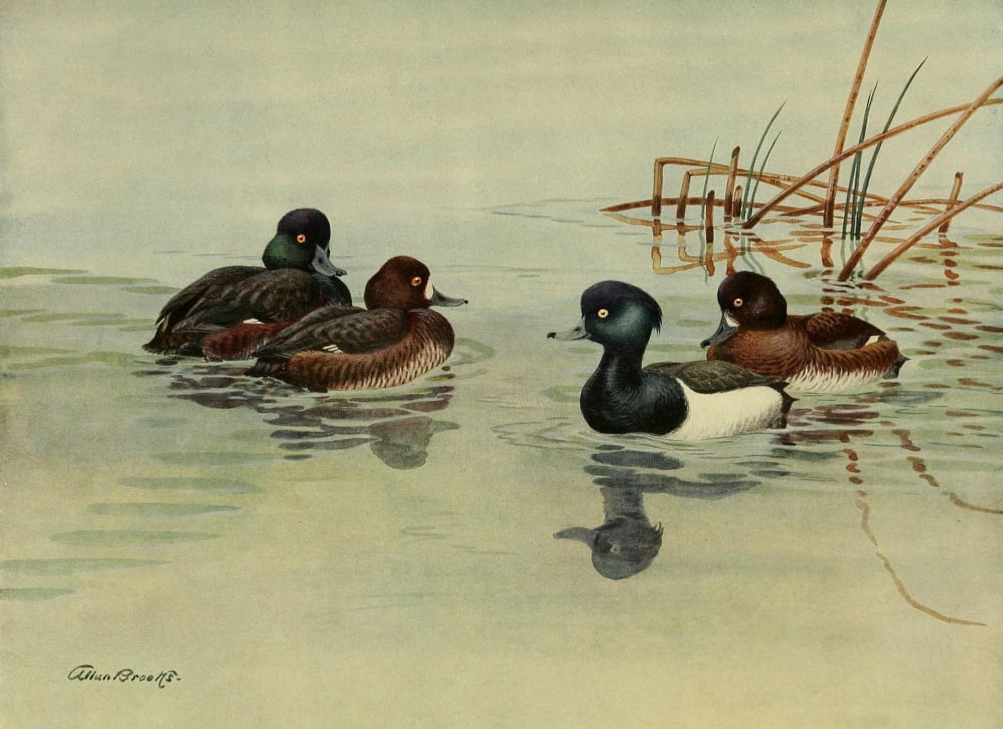 Nat History of Ducks 1925 Scaup & Duck Canvas Art - A Brooks (24 x 36)