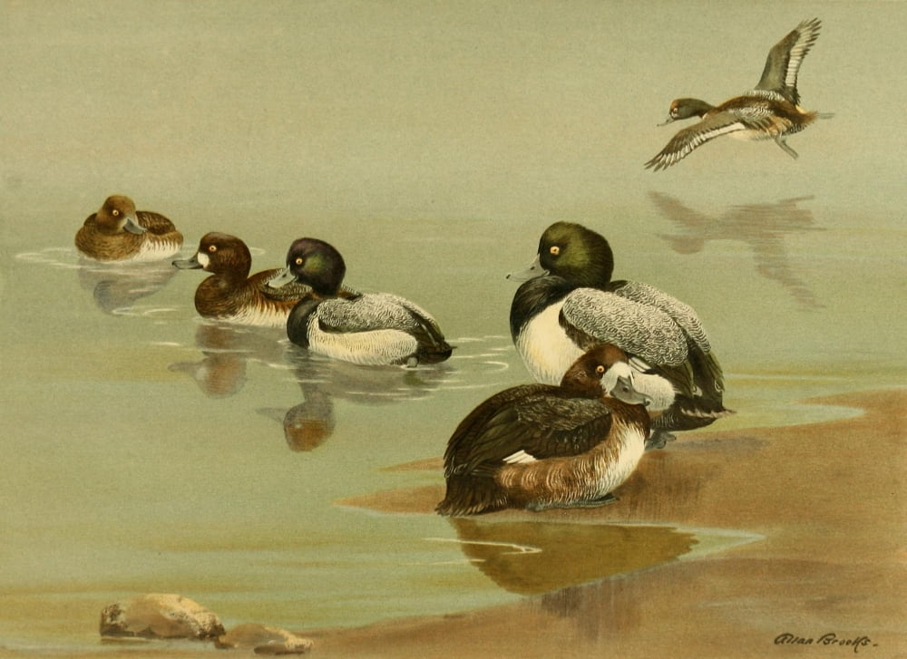 Nat History of Ducks 1925 Scaup & Lesser Scaup Canvas Art - A Brooks (18 x 24)