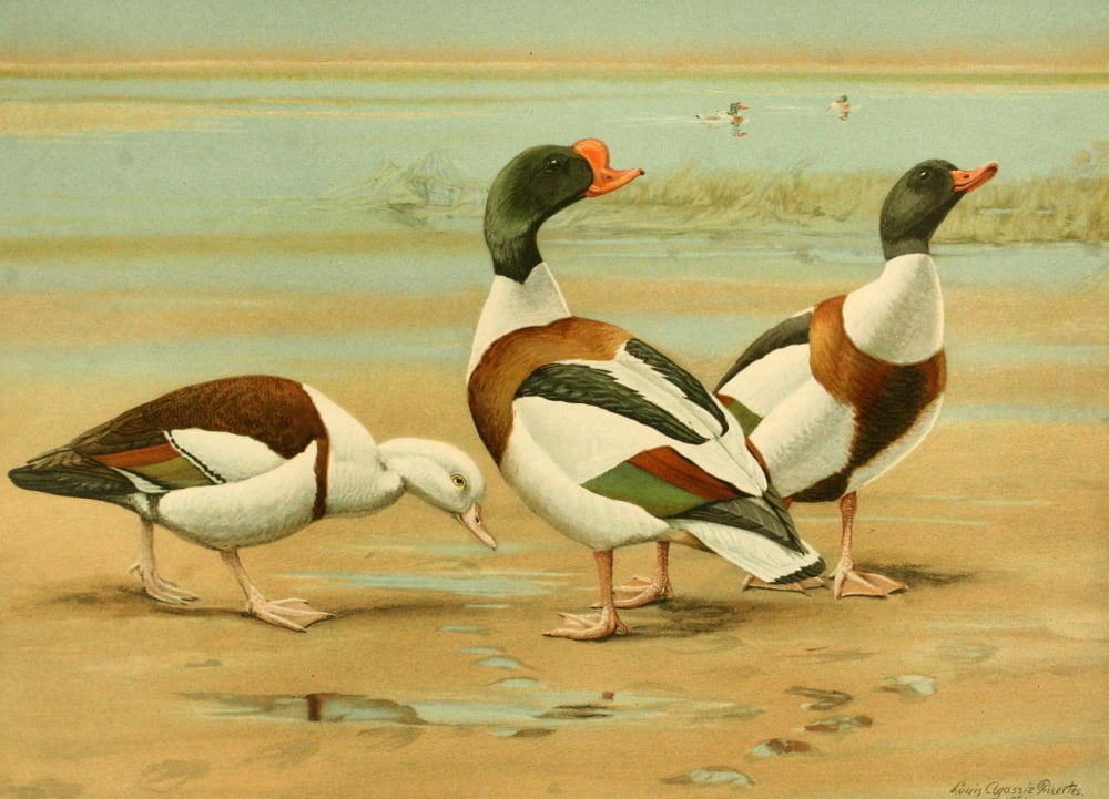 Nat History of Ducks 1925 Sheldrake Canvas Art - LA Fuertes (24 x 36)