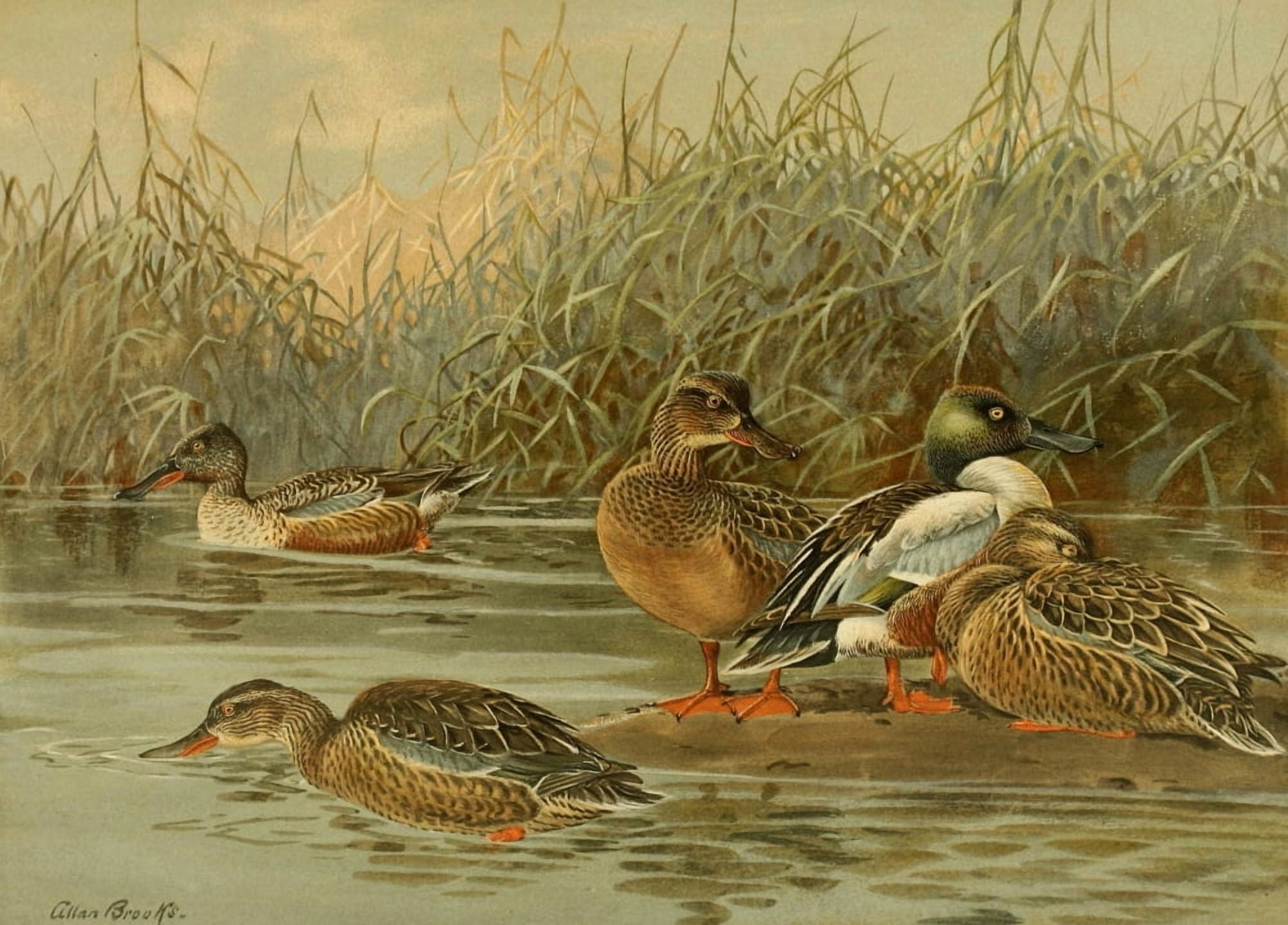 Nat History of Ducks 1925 Shovellers Canvas Art - A Brooks (18 x 24)