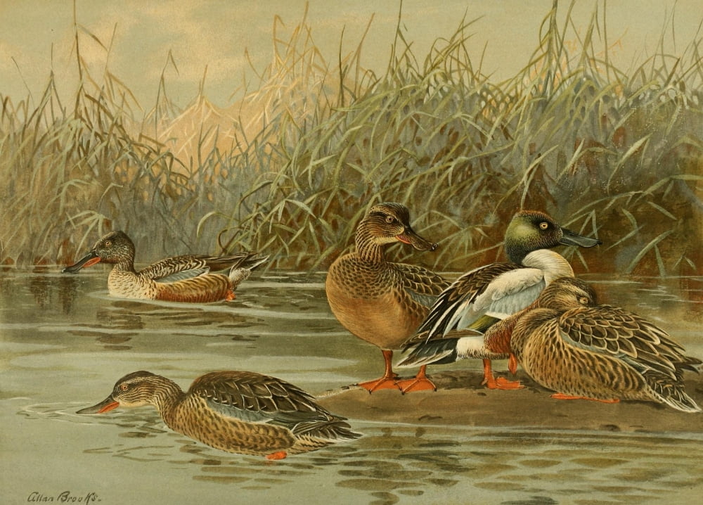 Nat History of Ducks 1925 Shovellers Canvas Art - A Brooks (24 x 36)