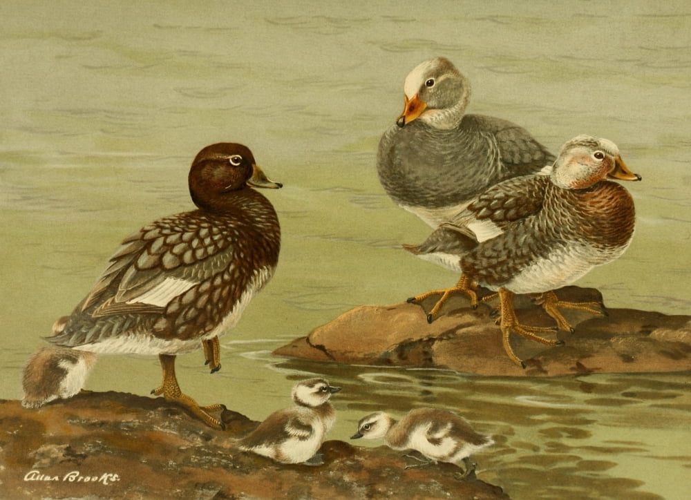 Nat History of Ducks 1925 Steamer Duck Canvas Art - A Brooks (24 x 36)