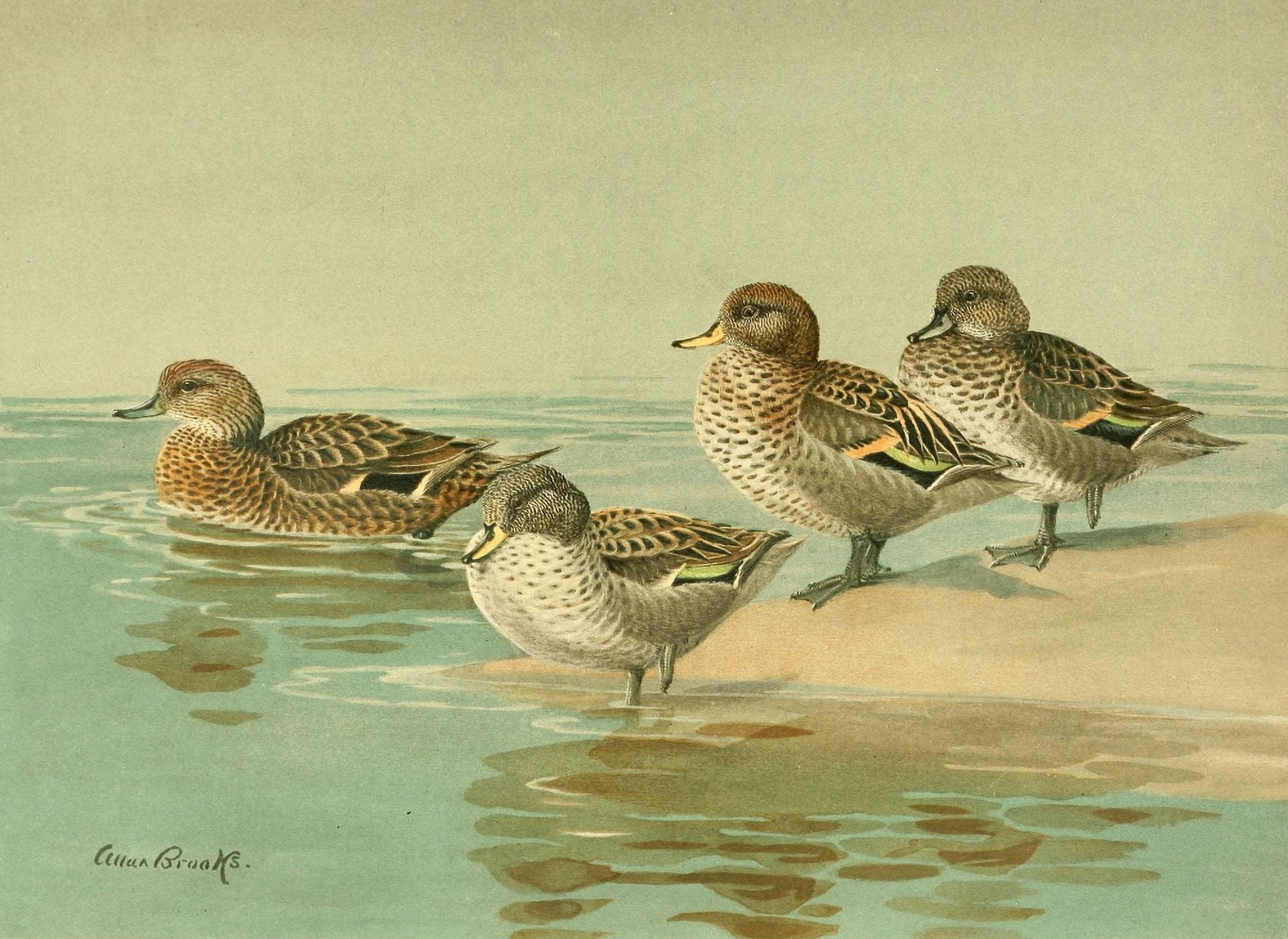 Nat History of Ducks 1925 Teal Canvas Art - A Brooks (24 x 36)