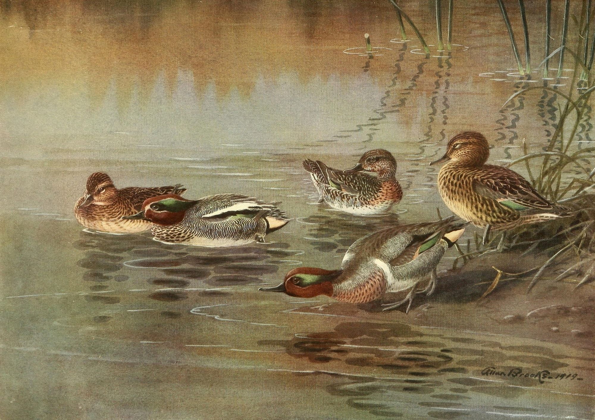 Nat History of Ducks 1925 Teal Canvas Art - LA Fuertes (18 x 24)