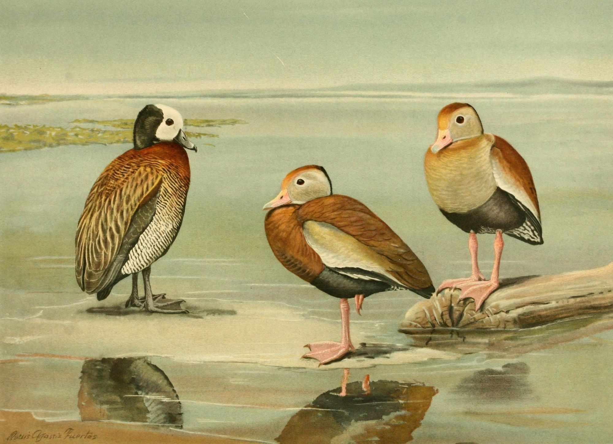 Nat History of Ducks 1925 Tree Ducks 1 Canvas Art - LA Fuertes (24 x 36)