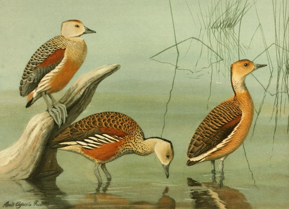 Nat History of Ducks 1925 Tree Ducks 2 Canvas Art - LA Fuertes (24 x 36)