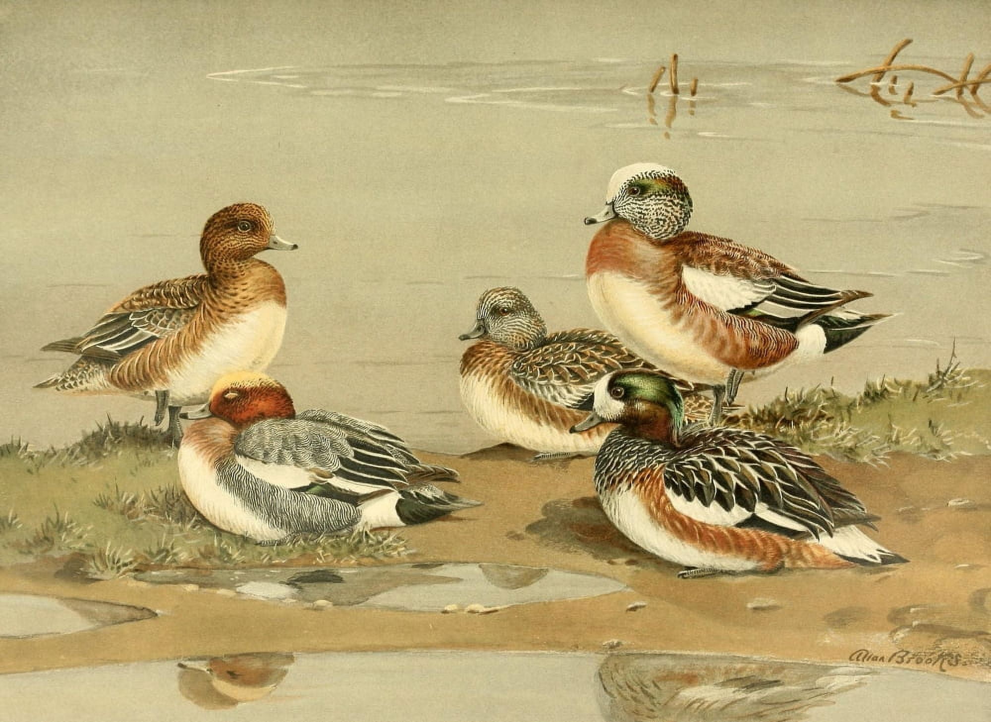 Nat History of Ducks 1925 Widgeon Canvas Art - A Brooks (18 x 24)