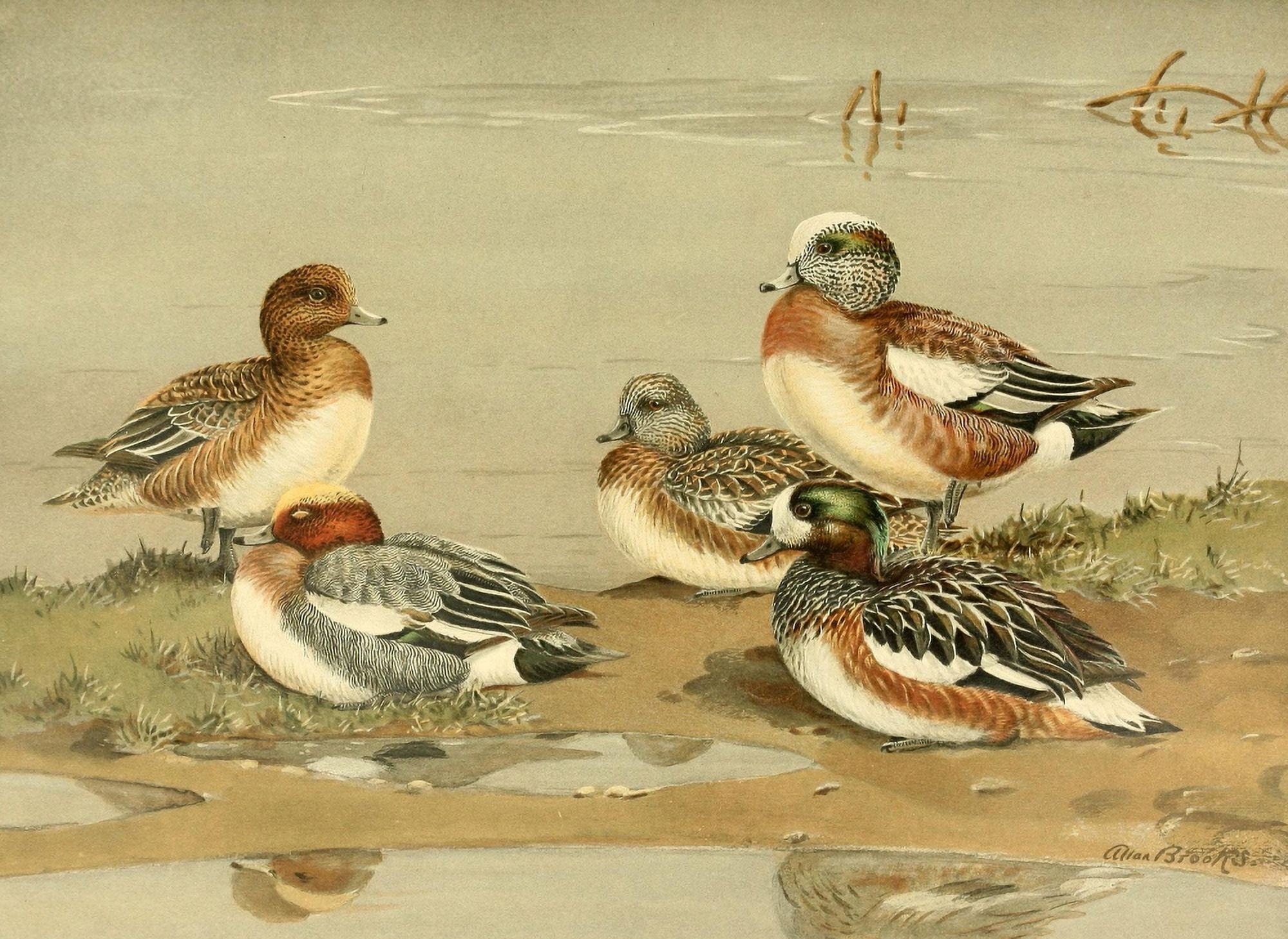 Nat History of Ducks 1925 Widgeon Canvas Art - A Brooks (24 x 36)