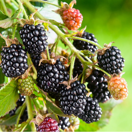 Natahalla Thornless Raspberry Live Plant, Raspberry Bush Starter for Outdoor Garden, 4–8” Tall