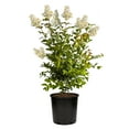 thumbnail image 1 of Expert Gardener Natchez Crape Myrtle Live Tree in 2.25-Gallon Grower Pot, 1 of 11