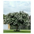 Natchez Crepe Myrtle Trees White Quart Containers FIBROUS Root System Grown by MAQING