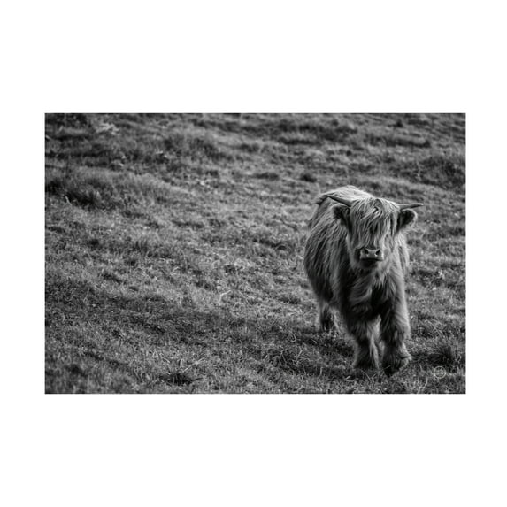 Nathan Larson 'Highland Cow Calf in the Wind' Canvas Art