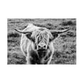 thumbnail image 1 of Nathan Larson 'Highland Cow Staring Contest' Canvas Art, 1 of 4
