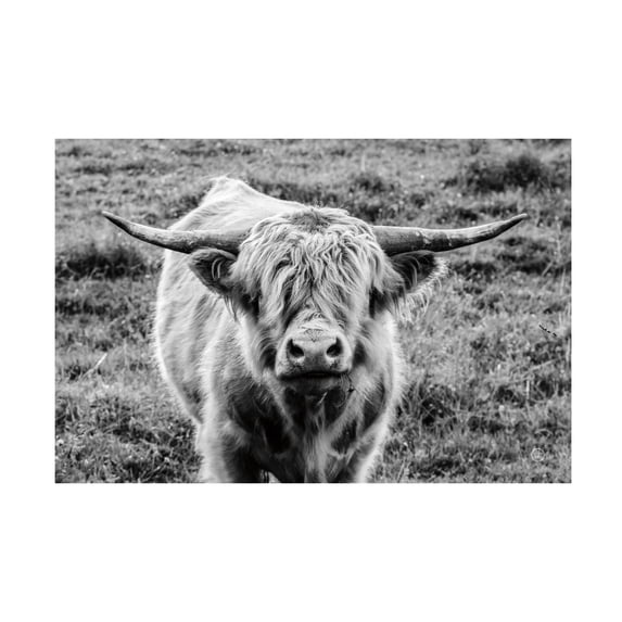 Nathan Larson 'Highland Cow Staring Contest' Canvas Art